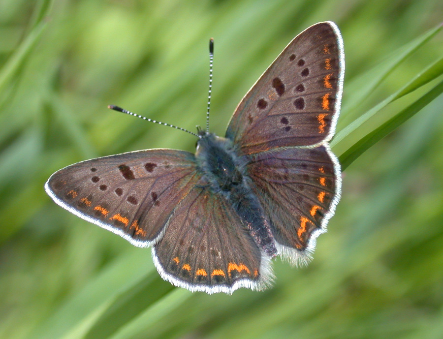 Lycaena tityrus con domanda